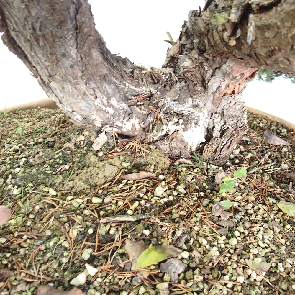 Yamadori - Pinus sylvestris Španielsko