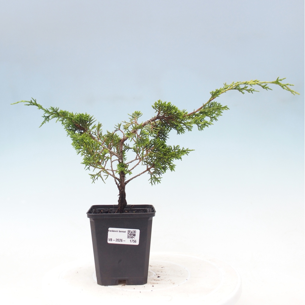 Vonkajší bonsaj - Juniperus chinensis Itoigawa