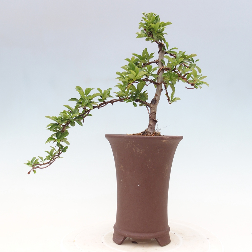 Vonkajšia bonsai-Pyracanta Teton -Hlohyně