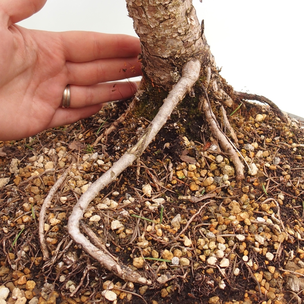 Vonkajšie bonsaje -Larix decidua - Smrekovec