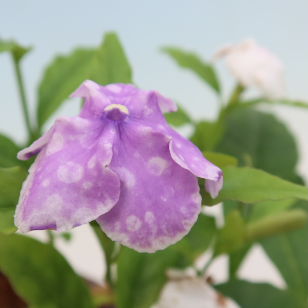 Izba bonsai – Rastlina melati costa – Brunfelsia