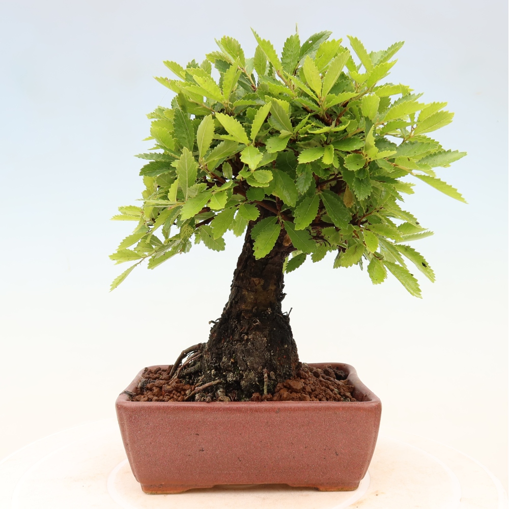 Vonkajšie bonsaje - Zelkova - Zelkova NIRE