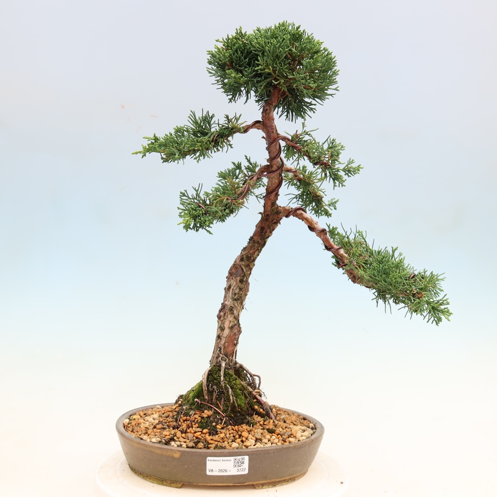 Vonkajší bonsaj - Juniperus chinensis Kishu
