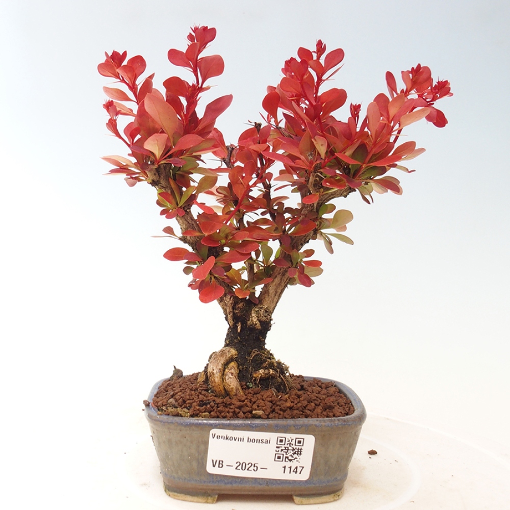 Vonkajší bonsai - Berberis thunbergii Kobold - Drištál Thunbergov