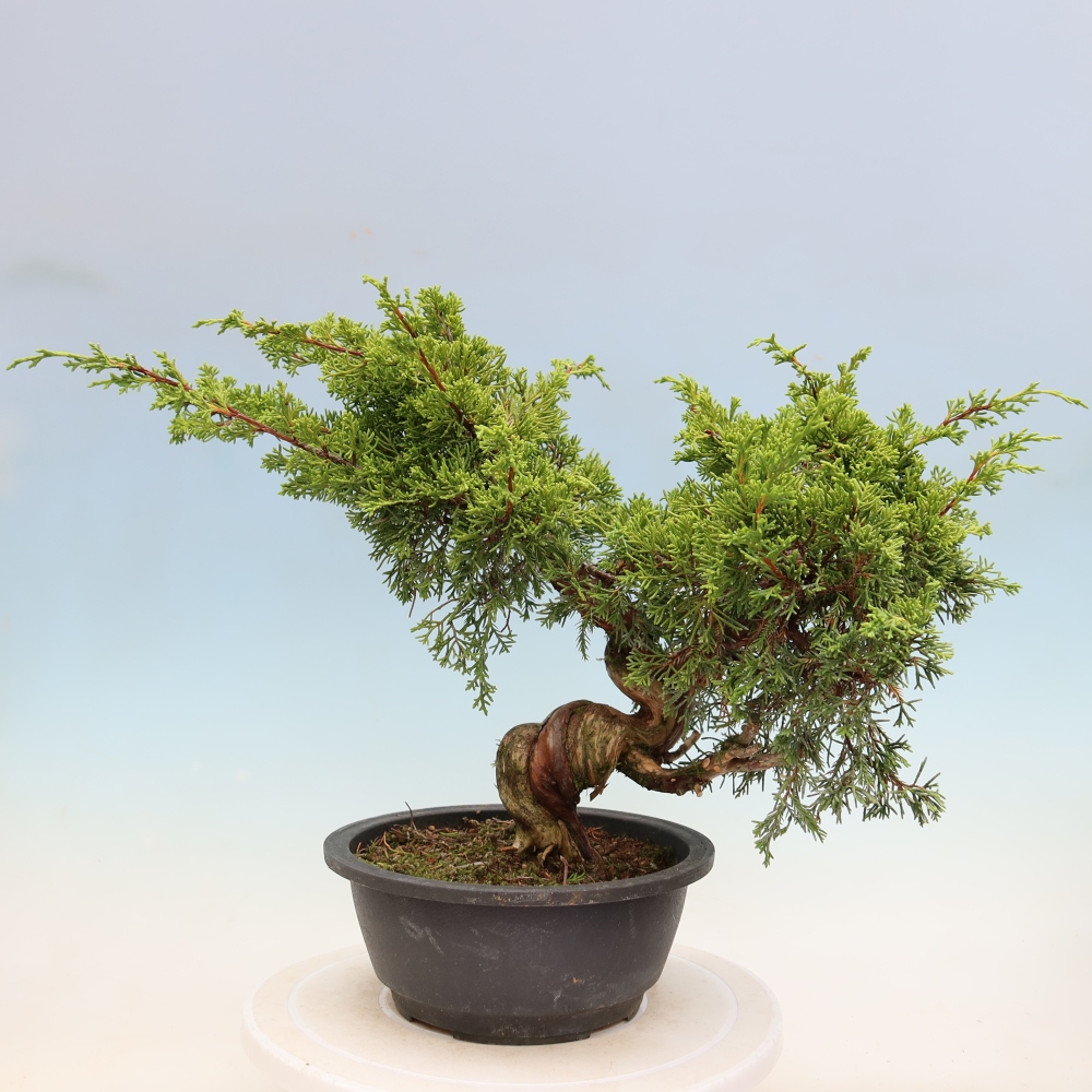 Vonkajší bonsai – Juniperus chinensis Itoigawa – čínsky jalovec