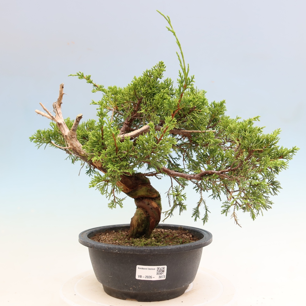 Vonkajší bonsai – Juniperus chinensis Itoigawa – čínsky jalovec