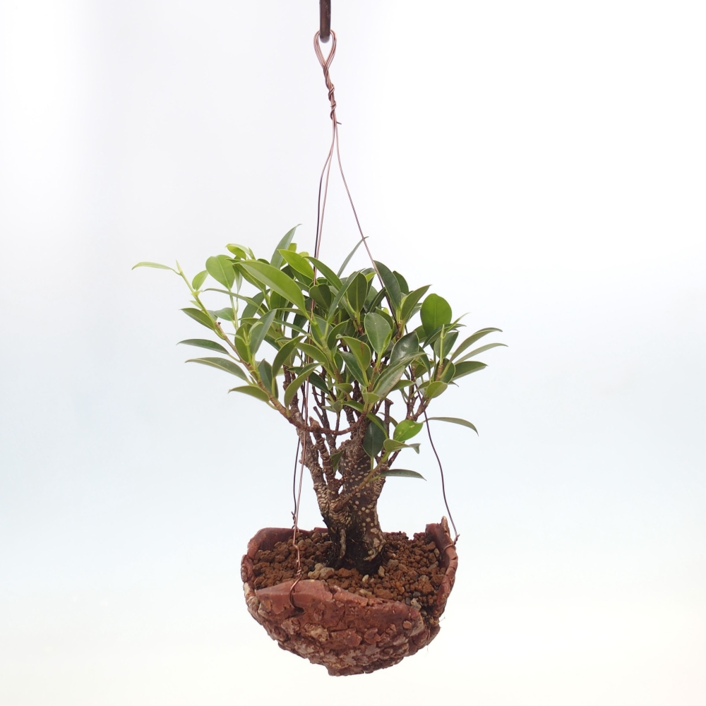 Kokedama v keramike - malolistý ficus - Ficus kimmen