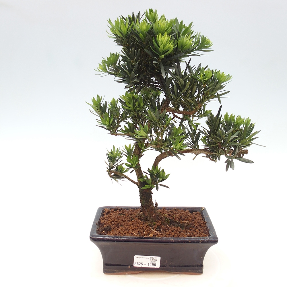 Izbová bonsai - Podocarpus - Kamenný tis