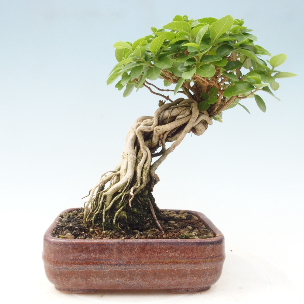 Izbová bonsai - Premna serratifolia - Kozlovoň malolistá