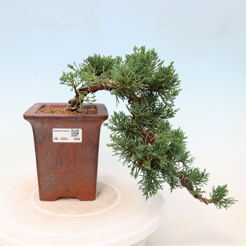 Vonkajší bonsaj - Juniperus chinensis Kishu
