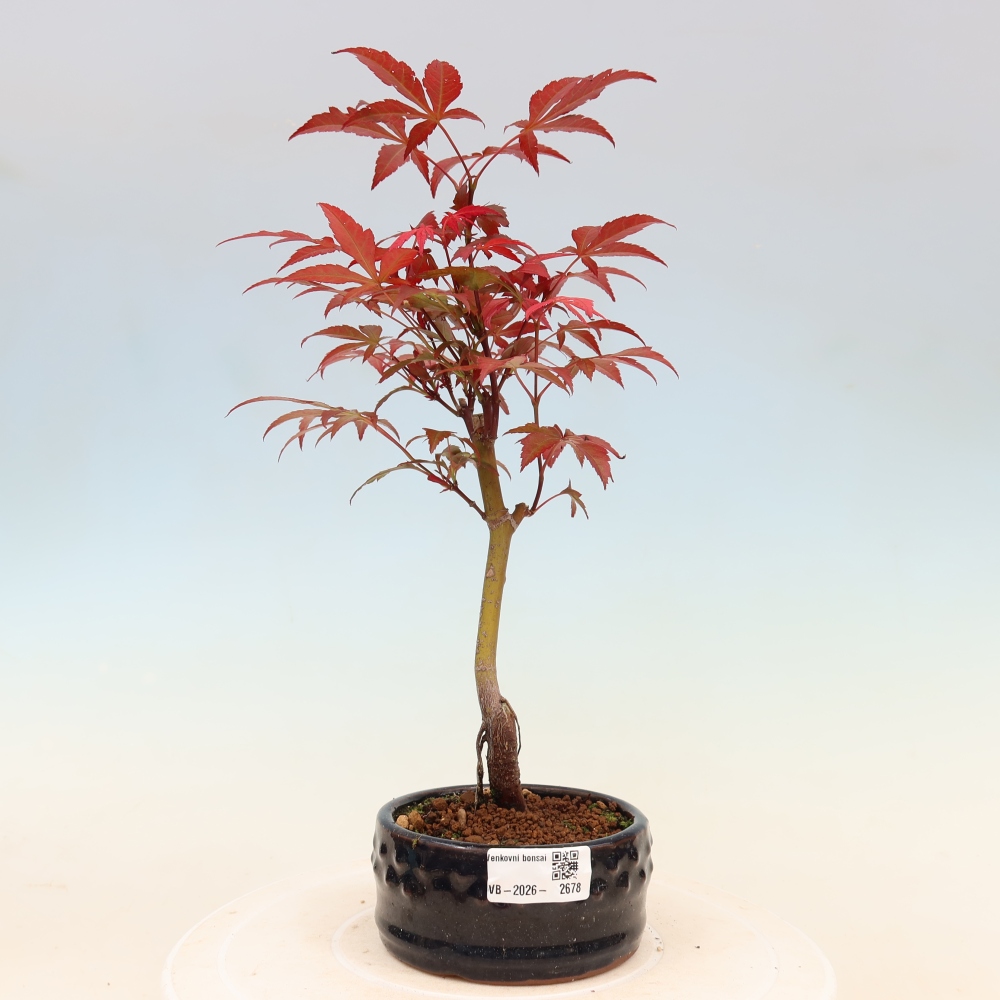 Vonkajšia bonsaj - palma Acer. Atropurpureum-Javor palmový