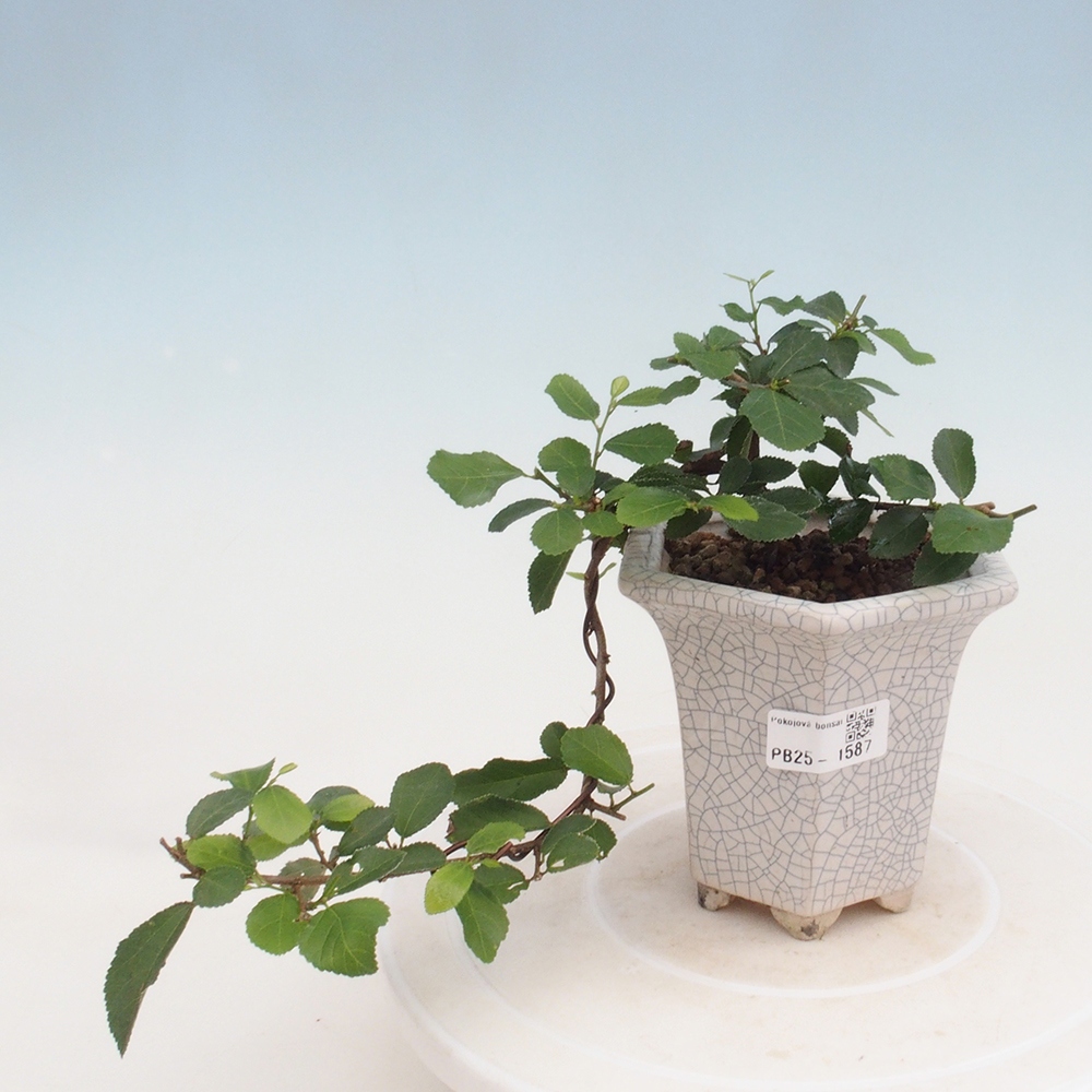 Izbová bonsai - Grewia occidentalis - Hviezdica levanduľová