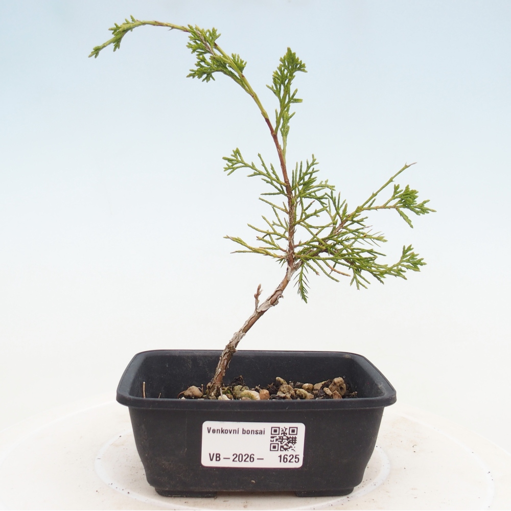 Vonkajší bonsaj - Juniperus chinensis Itoigawa