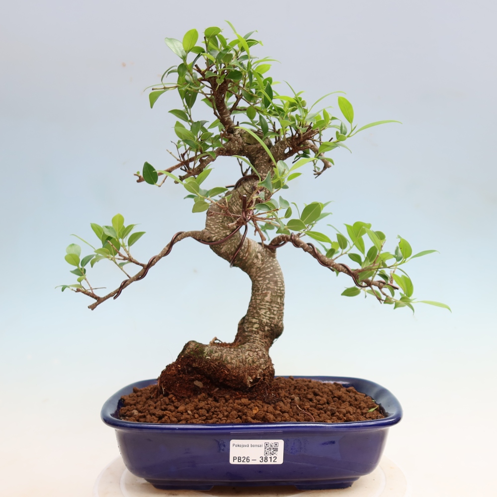 Izbové bonsaje - Ficus kimmen - drobnolistý fikus