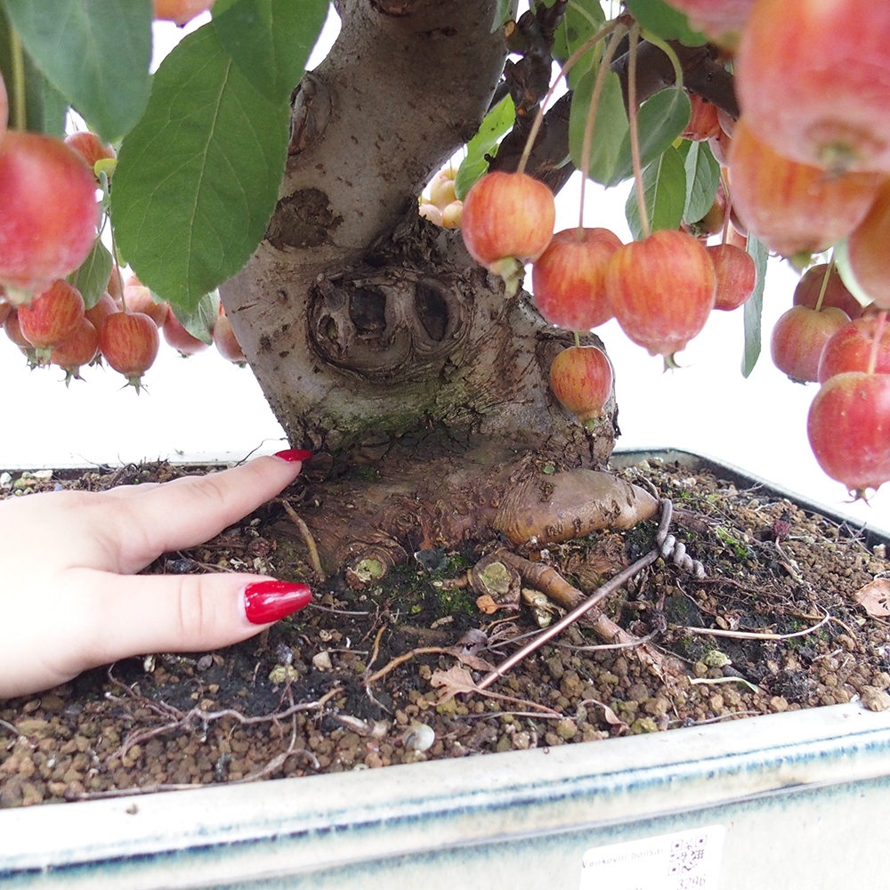 Vonkajší bonsai -Malus halliana - Maloplodá jabloň
