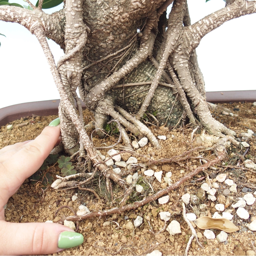 Izbový bonsaj - Ficus kimmen - drobnolistý fikus - len osobný odber alebo preprava na paletách