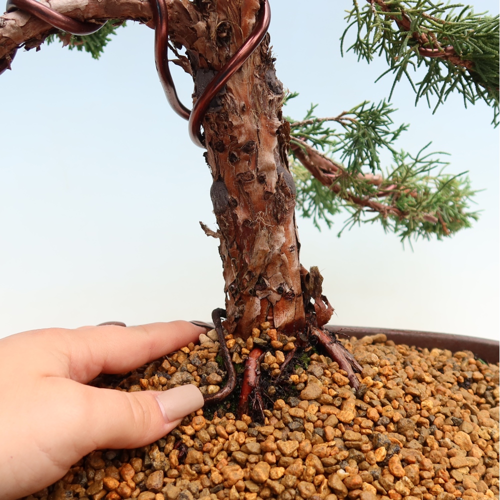 Vonkajší bonsaj - Juniperus chinensis Kishu