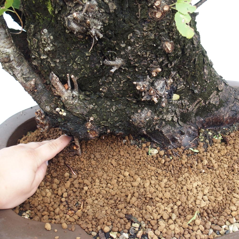 Vonkajšie bonsai - Mahalebka - Prunus mahalieb
