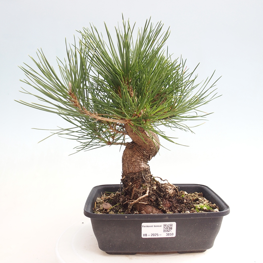 Vonkajšie bonsaje - Pinus thunbergii - borovica Thunbergova