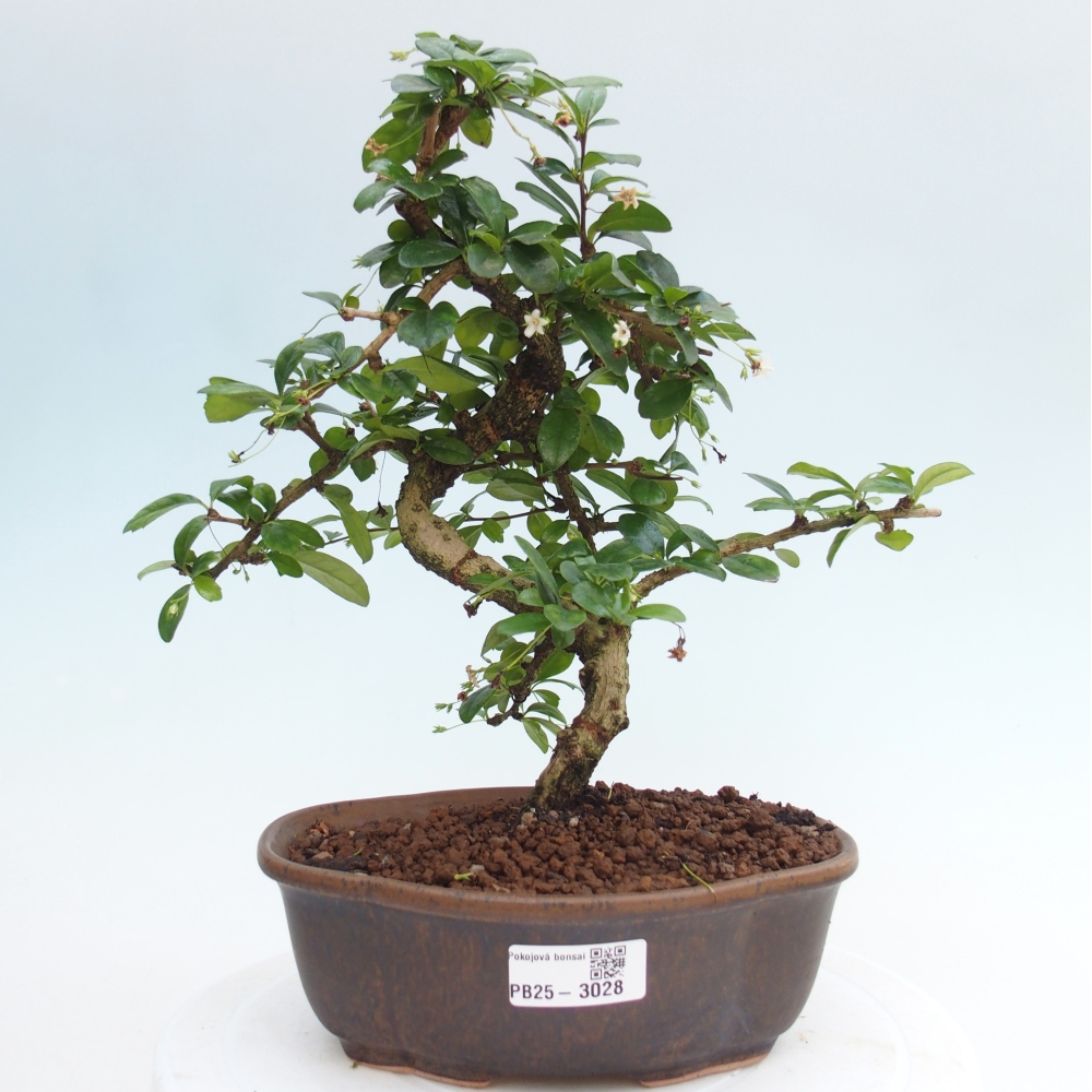 Izbová bonsai - Carmona macrophylla - Čaj fuki