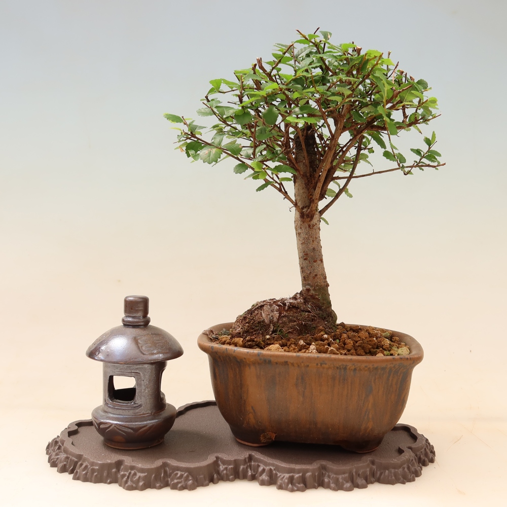 Plastový podstavec pod bonsai 22,5 x 12 x 1 cm, farba hnedá
