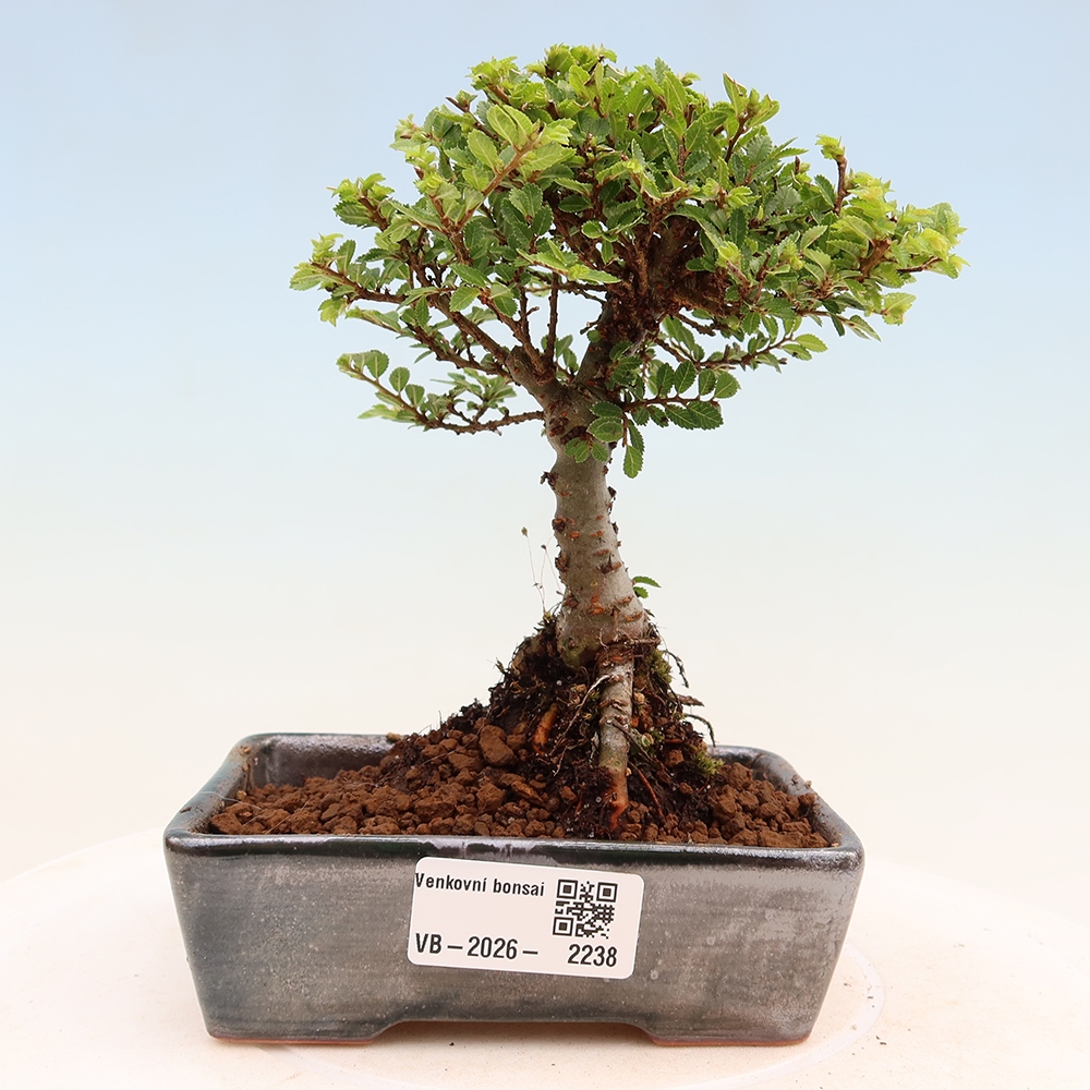 Vonkajší bonsai – Ulmus parvifolia Sagei – javor malolistý