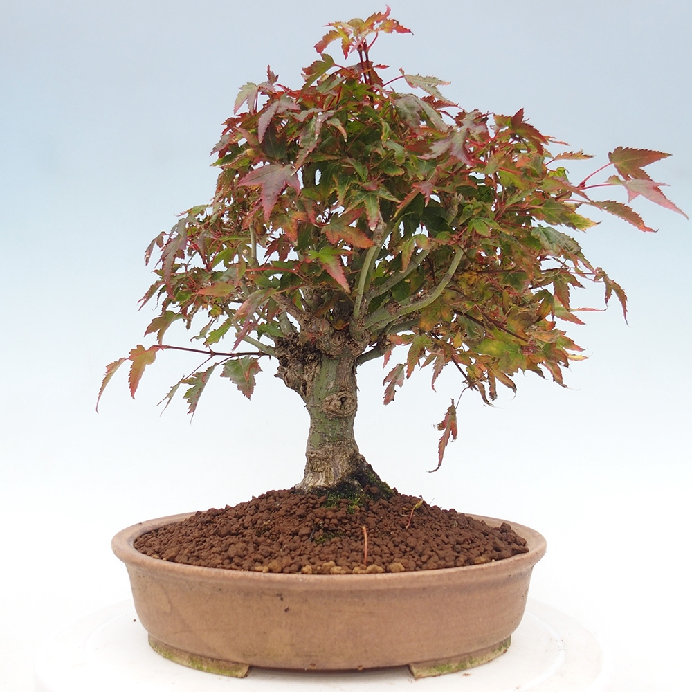 Acer palmatum KIOHIME - Javor palmetový