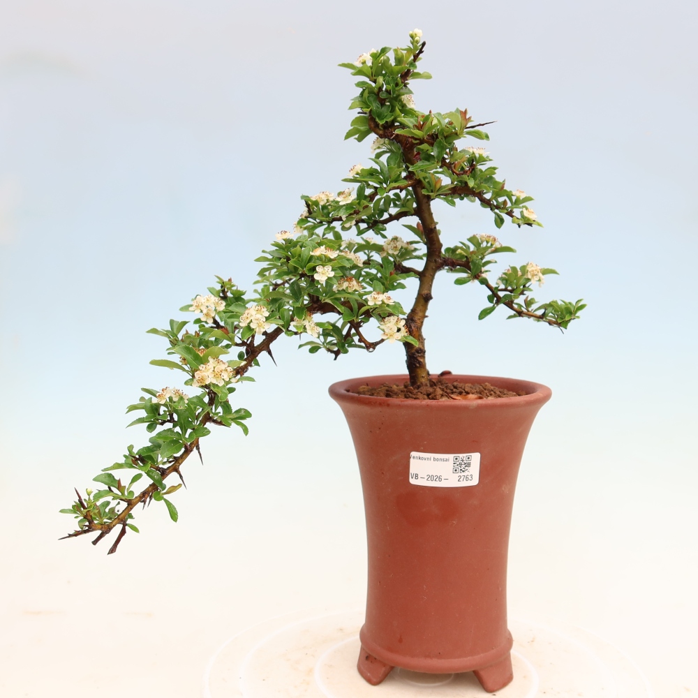 Vonkajší bonsai – Pyracantha teton – hlohovec šarlátový