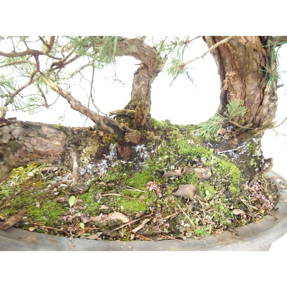 Yamadori - Pinus sylvestris Španielsko