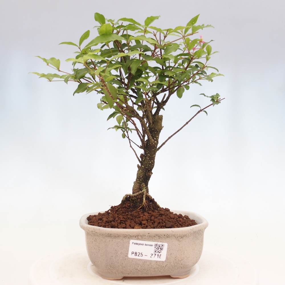 Izbová bonsai - Malpighia coccigera- Barbdorská čerešňa