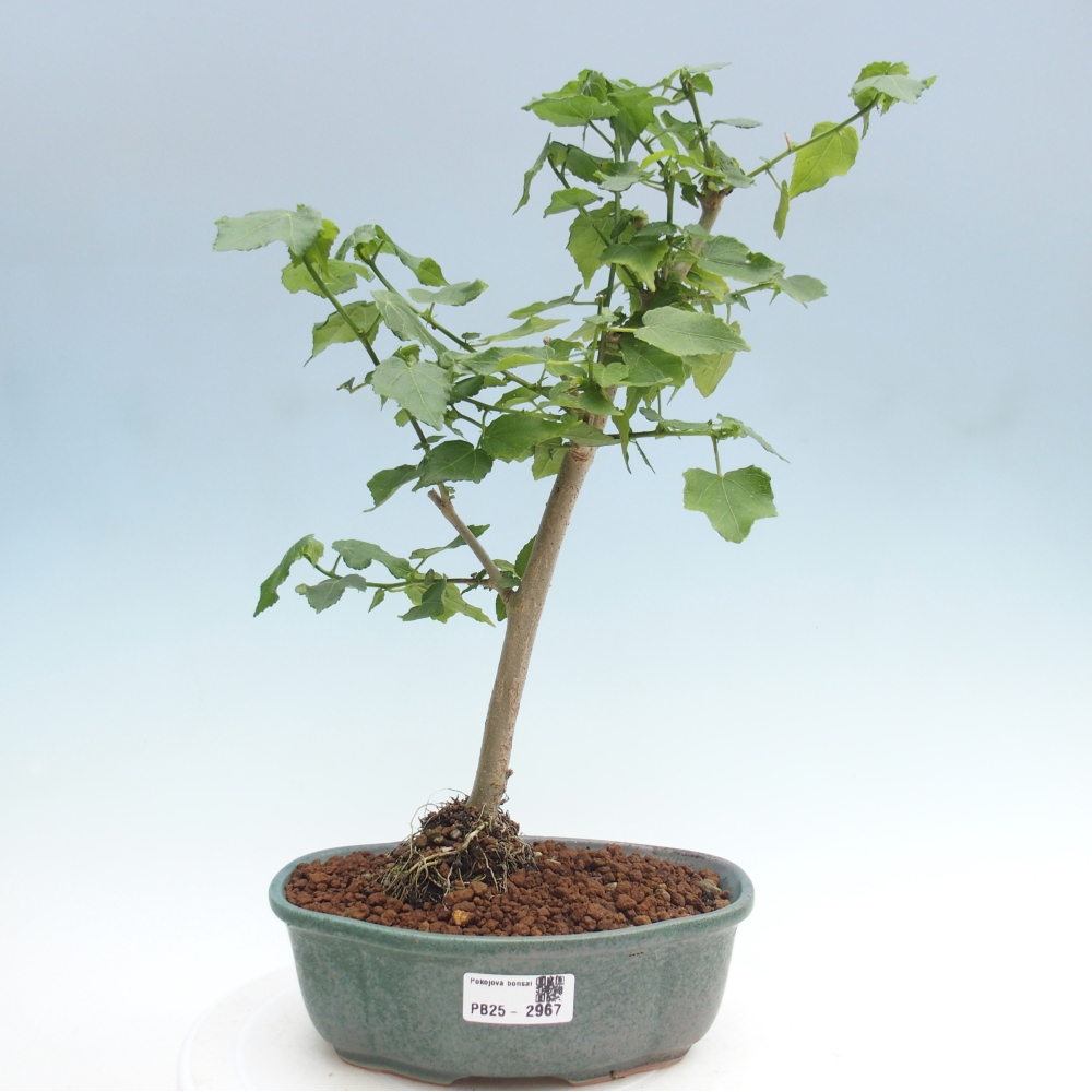 Izbová bonsai - Malvaviscus arboreus - ibištekovec drevnatý