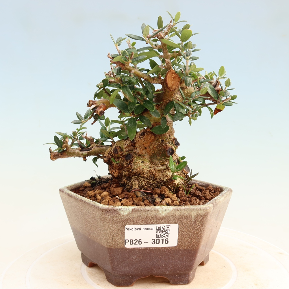 Izbový bonsaj - Olea europaea sylvestris