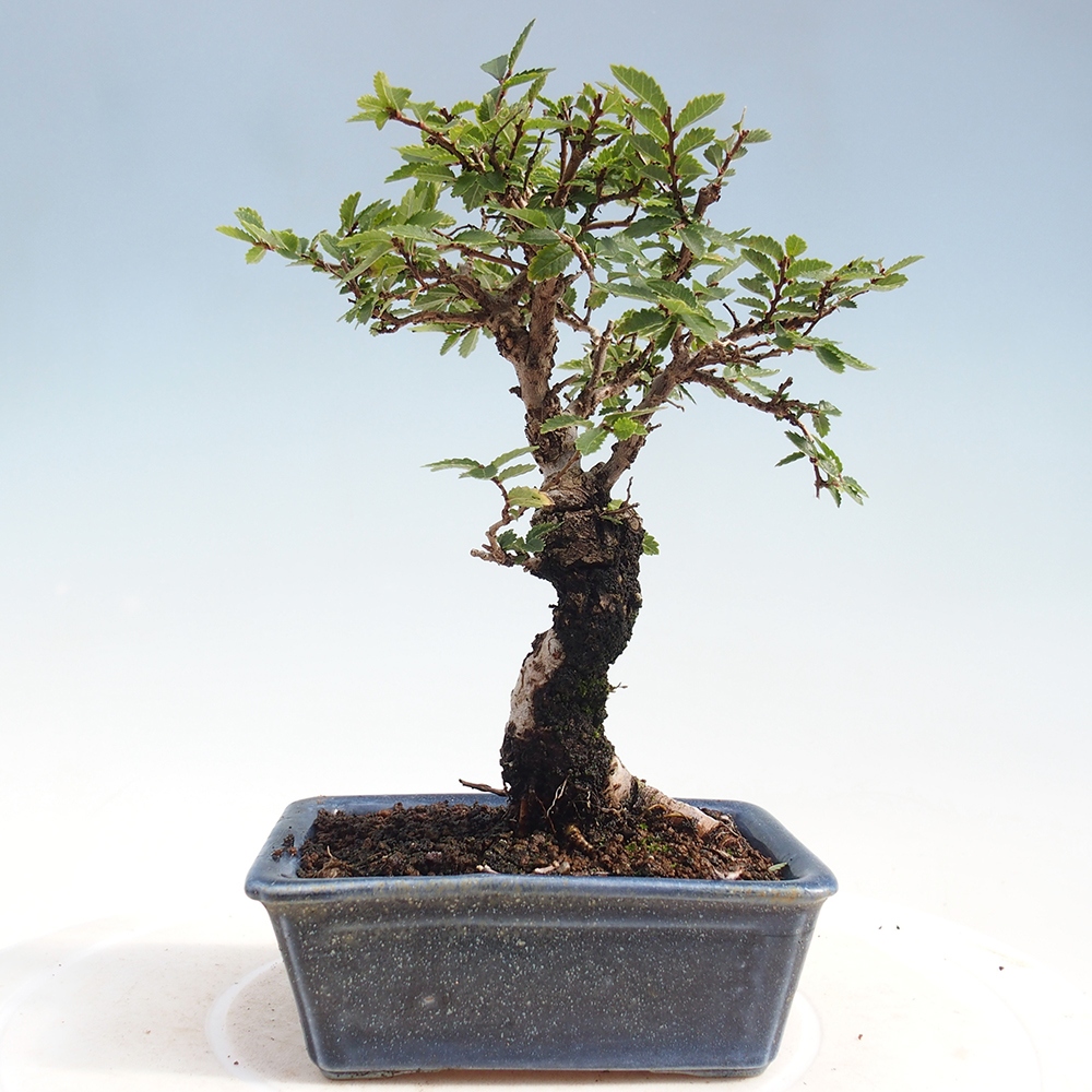 Vonkajšie bonsai - Zelkova - Zelkova Nirom