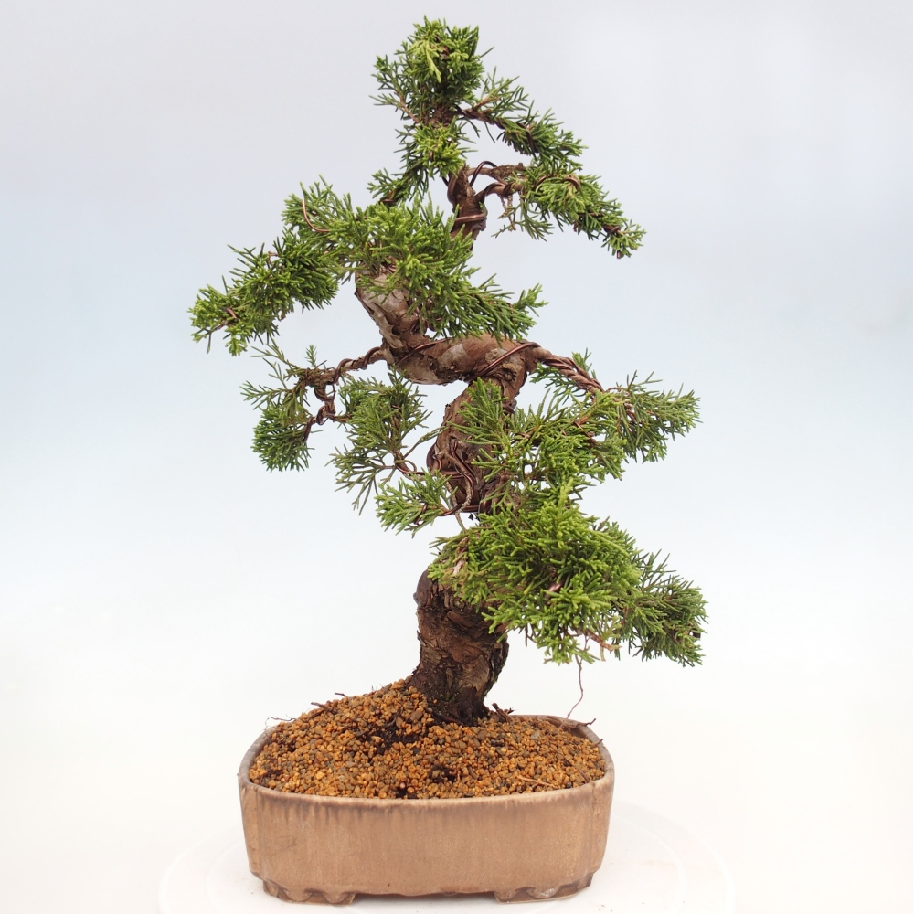 Vonkajší bonsai - Juniperus chinensis Itoigawa -Jalovec čínsky