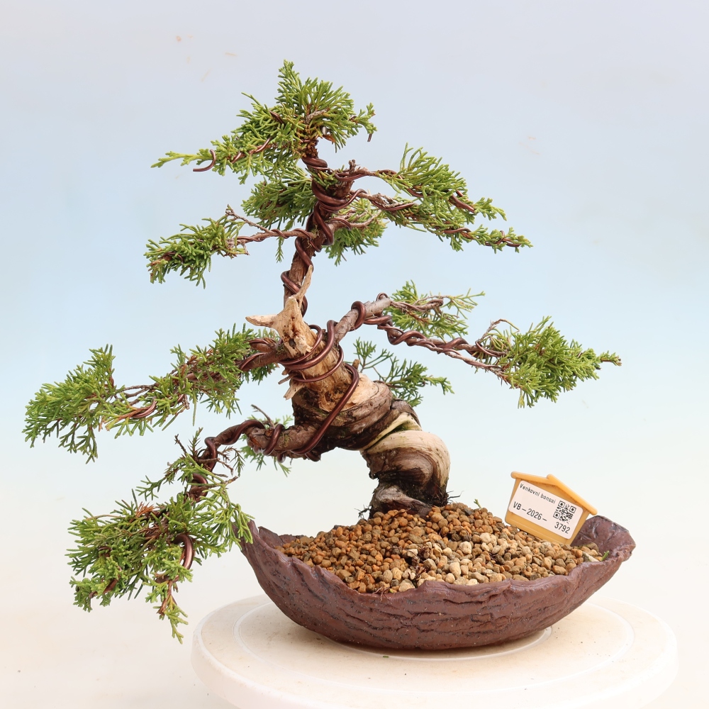 Vonkajší bonsai – Juniperus chinensis Itoigawa – čínsky jalovec