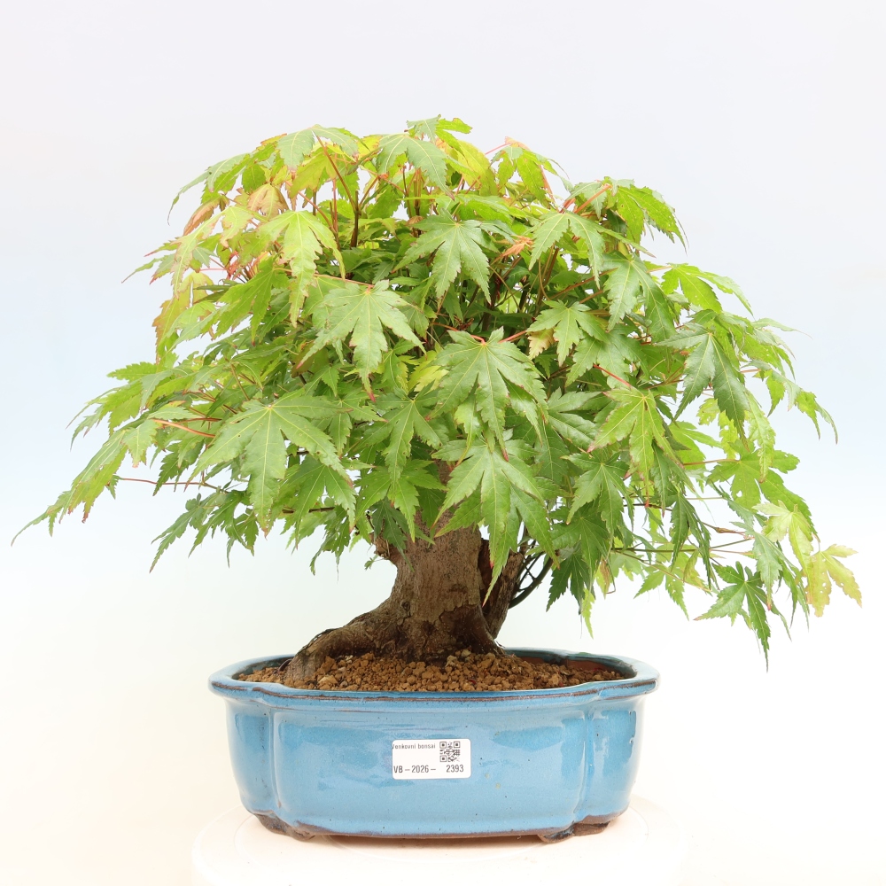 Vonkajšie bonsaje - Javor Burger - Acer Burgerianum