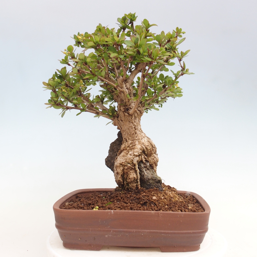 Vonkajšie bonsaje - Berberis coreana