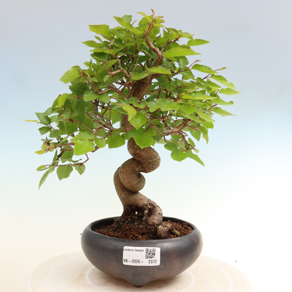 Vonkajší bonsaj -Carpinus coreana - Hrab kórejský
