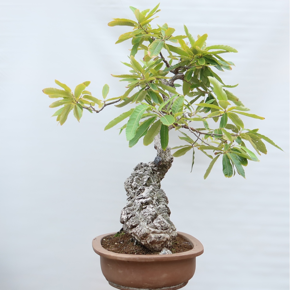 Vonkajší bonsai – Quercus castaneifolia – dub gaštanolistý