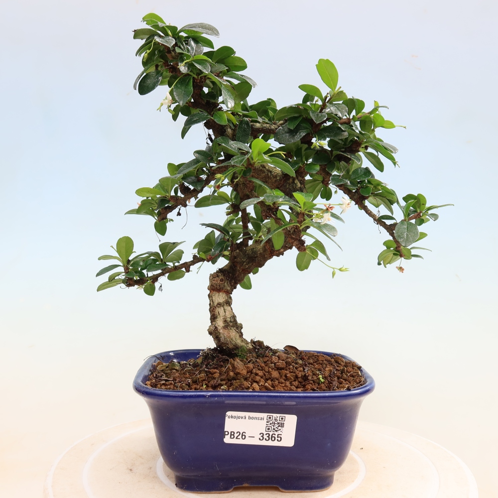 Izbové bonsaje - Carmona macrophylla - Tea fuki