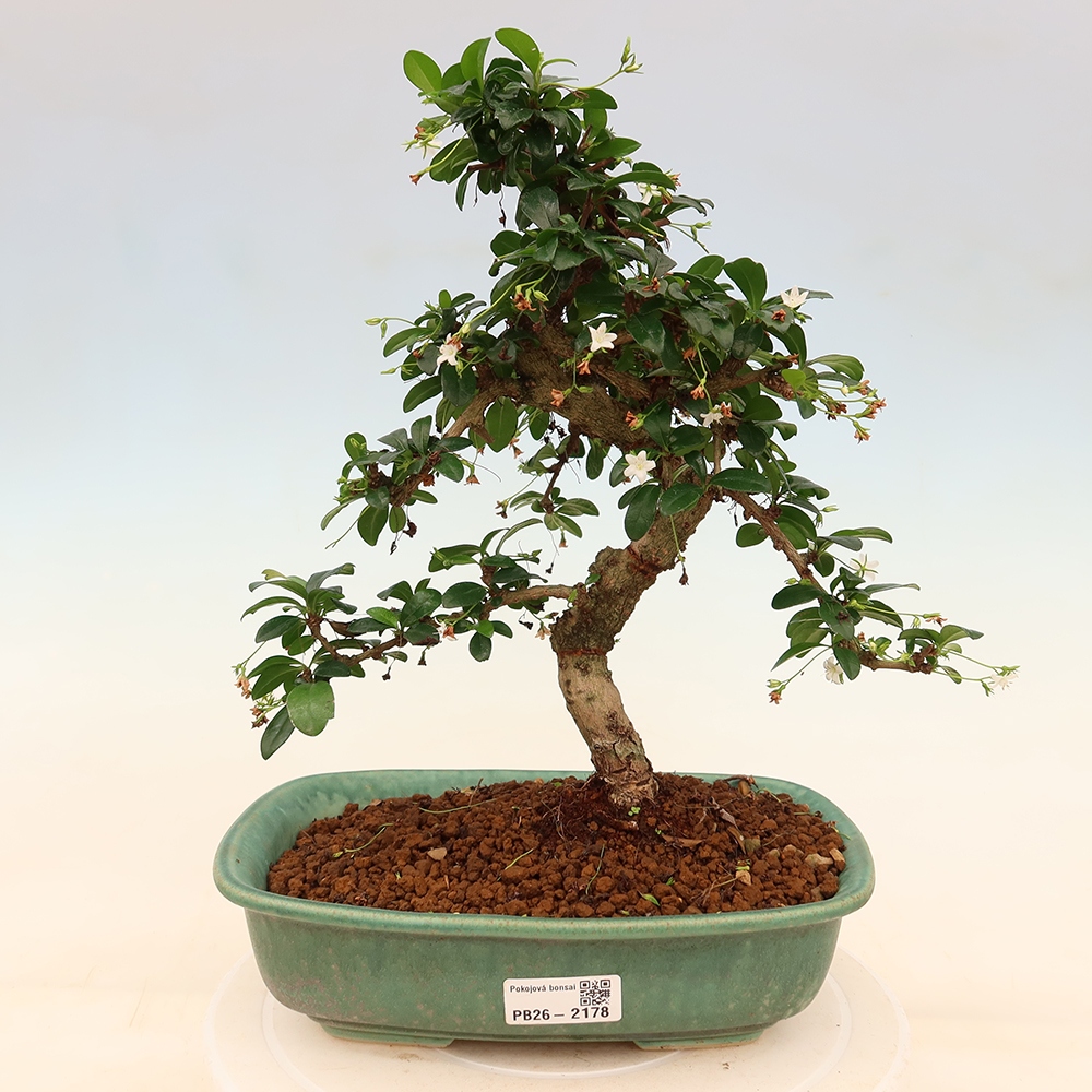 Izbové bonsaje - Carmona macrophylla - Tea fuki