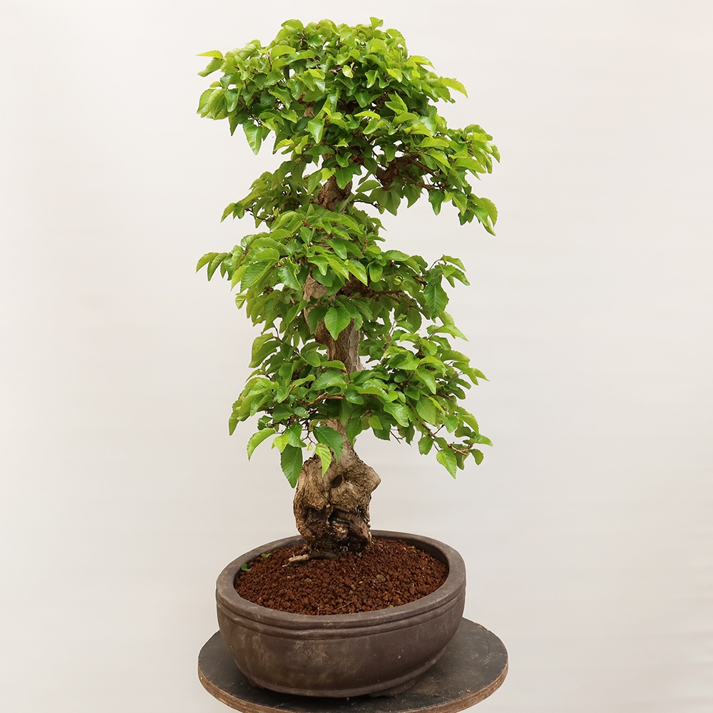 Vonkajší bonsai -Carpinus Coreana - Hrab kórejský
