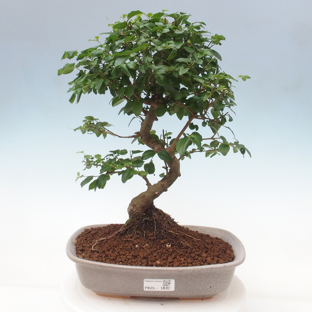 Izbová bonsai -Ligustrum chinensis - Vtáčí zob