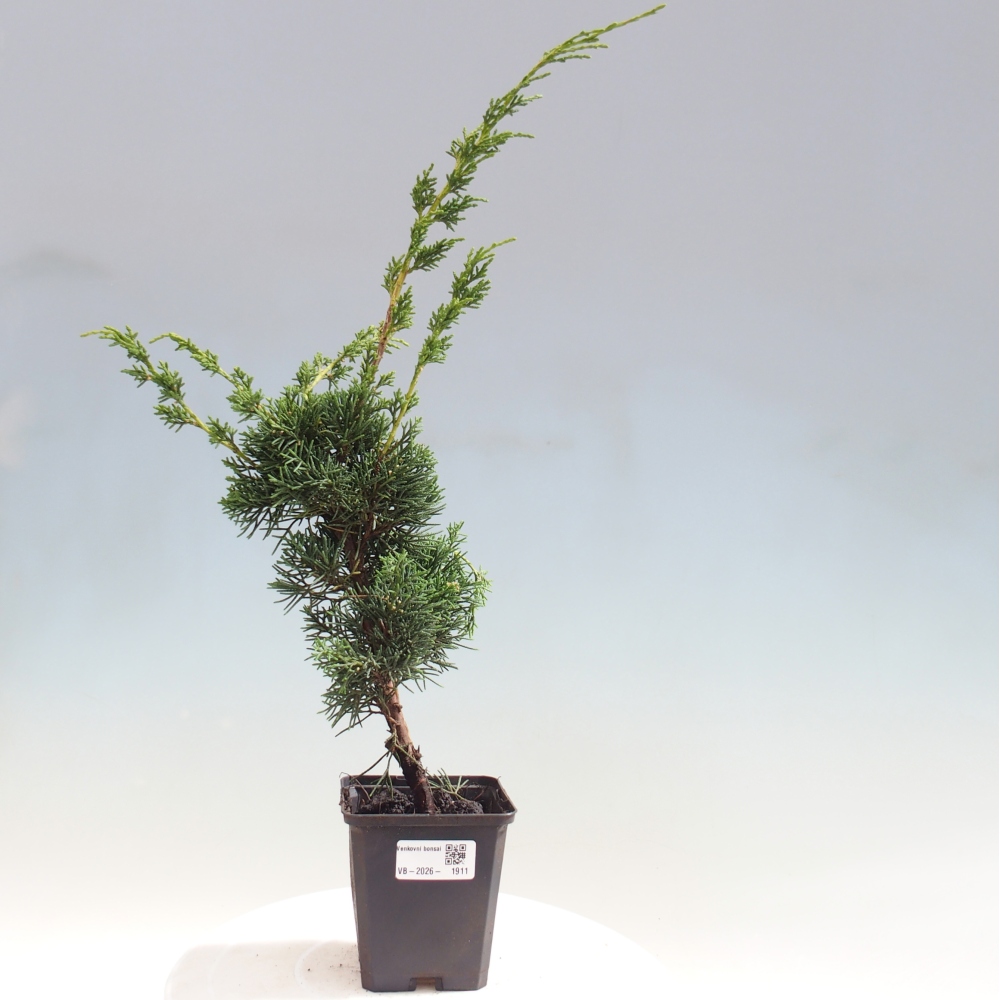 Vonkajší bonsaj - Juniperus chinensis Kishu