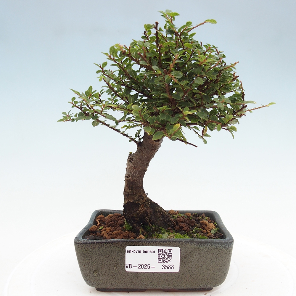 Vonkajší bonsai - Ulmus parvifolia Hokkaido - brest Čínsky