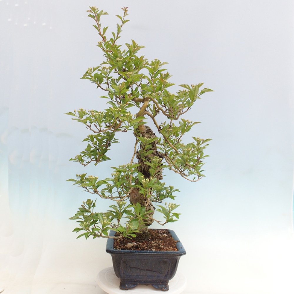 Vonkajší bonsai - Hloh klinovitý - Crataegus cuneata