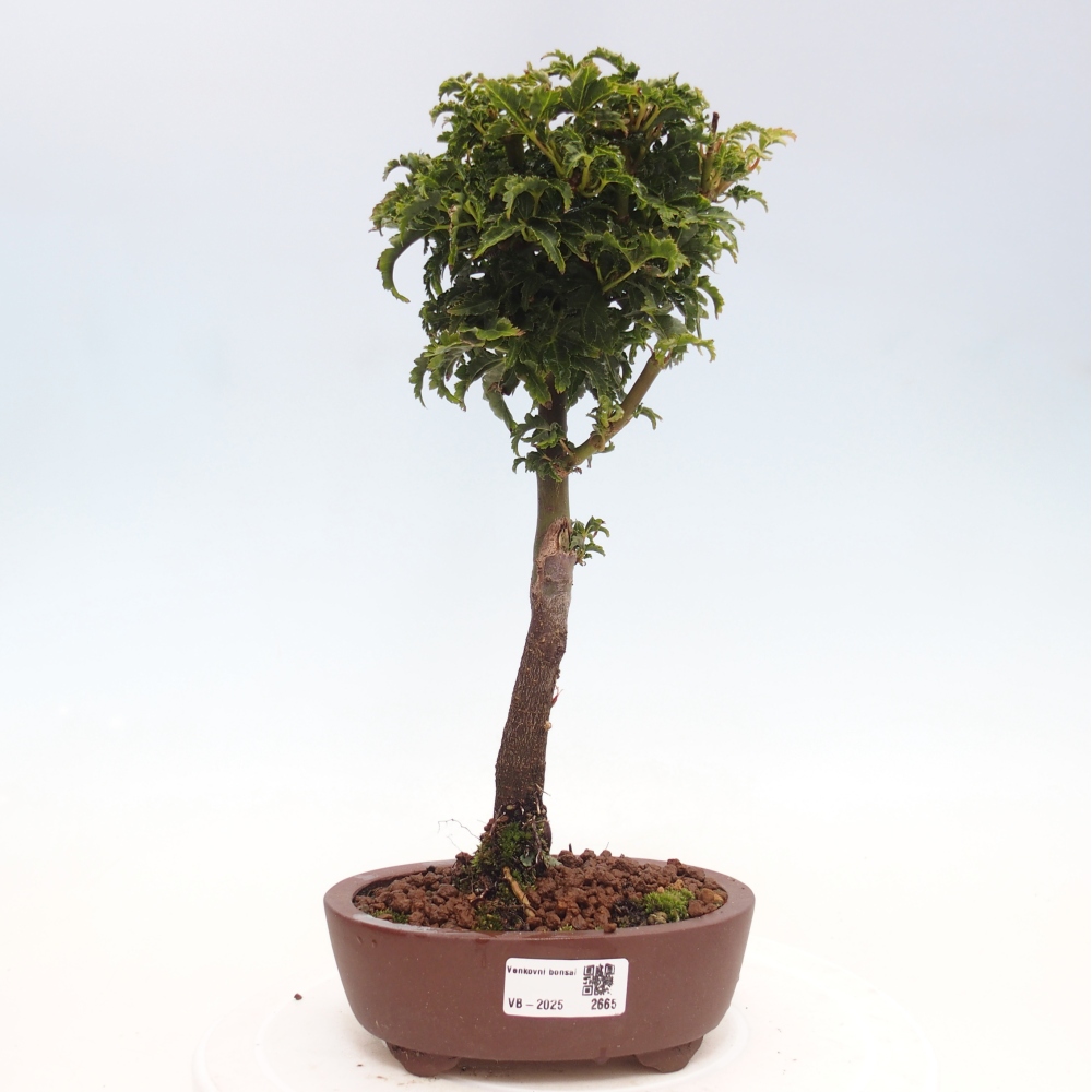 Vonkajší bonsai -Javor dlanitolistý Acer palmatum Shishigashira