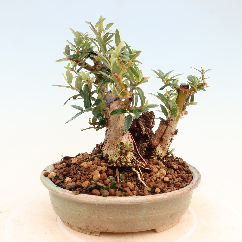 Izbový bonsaj - Olea europaea sylvestris