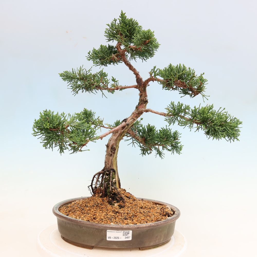 Vonkajší bonsaj - Juniperus chinensis Kishu