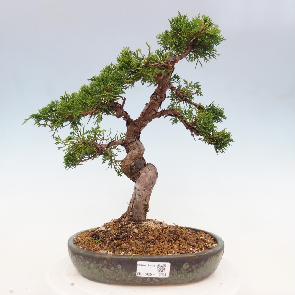 Vonkajší bonsai - Juniperus chinensis Itoigawa -Jalovec čínsky